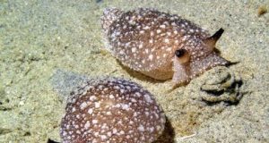 Virtual predator is self aware behaves like living counterpart