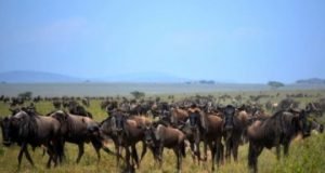 Vulnerability and extinction risk of migratory species from different regions and ecosystems worldwide