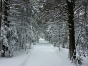 Warm Arctic means colder snowier winters in northeastern US