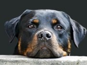 Whos a good boy Why dog speak is important for bonding with your pet