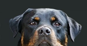 Whos a good boy Why dog speak is important for bonding with your pet