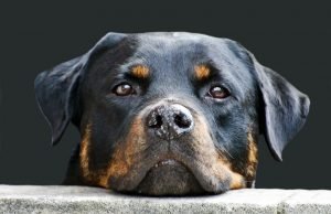 Who’s a good boy? Why ‘dog-speak’ is important for bonding with your pet Whos a good boy Why dog speak is important for bonding with your pet