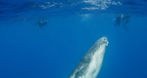 Why are whales so big