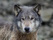 Wildlife conservation in North America may not be science based after all