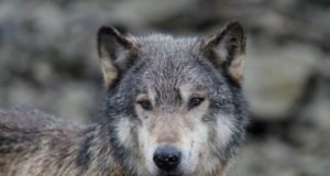 Wildlife conservation in North America may not be science based after all