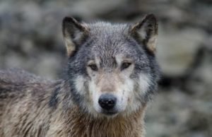 Wildlife conservation in North America may not be science-based after all Wildlife conservation in North America may not be science based after all