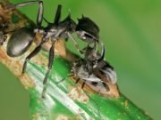 Without 46 million year old bacteria turtle ants would need more bite and less armor