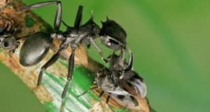 Without 46 million year old bacteria turtle ants would need more bite and less armor