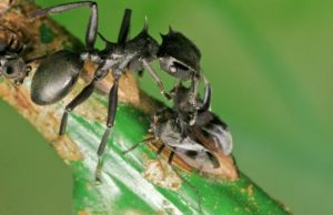 Without 46 million year-old bacteria, turtle ants would need more bite and less armor Without 46 million year old bacteria turtle ants would need more bite and less armor