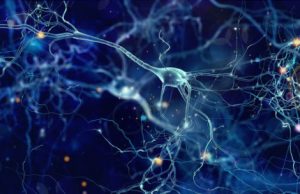 3-D human ‘mini-brains’ shed new light on genetic underpinnings of major mental illness 3 D human mini brains shed new light on genetic underpinnings of major mental illness