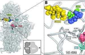 A new class of antibiotics to combat drug resistance A new class of antibiotics to combat drug resistance