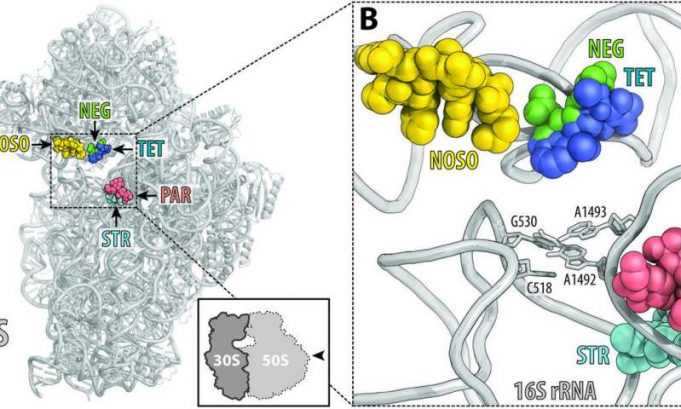 A new class of antibiotics to combat drug resistance A new class of antibiotics to combat drug resistance