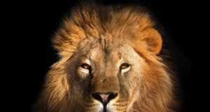 Animal images used in marketing may skew public perception about their survival risks