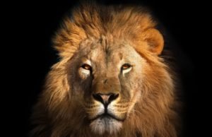 Animal images used in marketing may skew public perception about their survival risks Animal images used in marketing may skew public perception about their survival risks