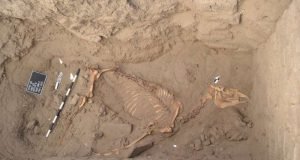 Archaeologists on ancient horse find in Nile River Valley