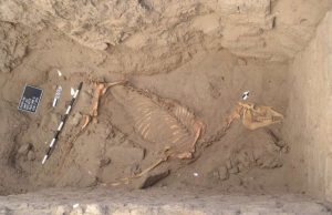 Archaeologists on ancient horse find in Nile River Valley Archaeologists on ancient horse find in Nile River Valley
