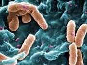 Bacteria can pass on memory to descendants, researchers discover Bacteria can pass on memory to descendants researchers discover