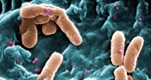 Bacteria can pass on memory to descendants researchers discover