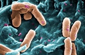 Bacteria can pass on memory to descendants, researchers discover Bacteria can pass on memory to descendants researchers discover