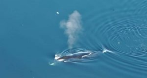 Bowhead whales the jazz musicians of the Arctic sing many different songs