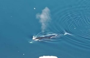 Bowhead whales the jazz musicians of the Arctic sing many different songs