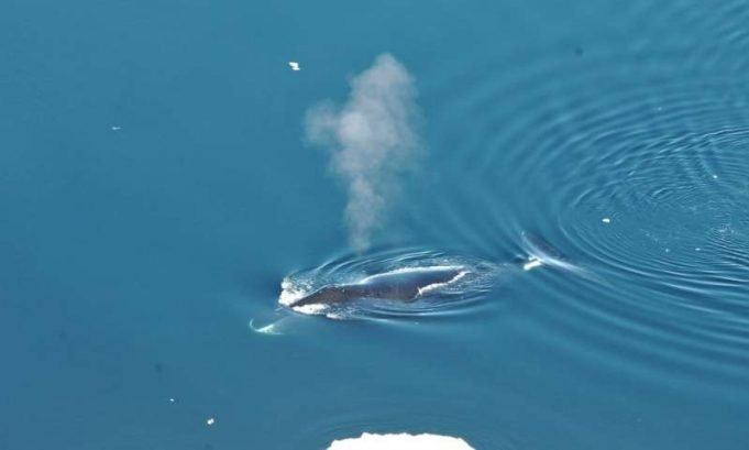 Bowhead whales, the ‘jazz musicians’ of the Arctic, sing many different songs Bowhead whales the jazz musicians of the Arctic sing many different songs