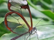 Butterfly wings inspire light manipulating surface for medical implants