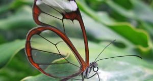 Butterfly wings inspire light manipulating surface for medical implants