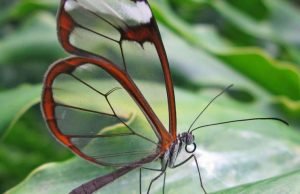 Butterfly wings inspire light-manipulating surface for medical implants Butterfly wings inspire light manipulating surface for medical implants