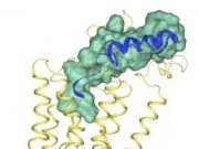 Characterizing keyhole is first step to fighting obesity at cellular level