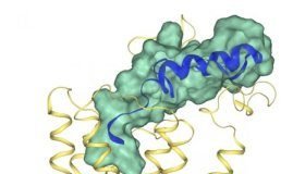 Characterizing keyhole is first step to fighting obesity at cellular level