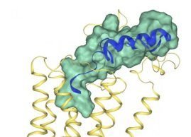 Characterizing ‘keyhole’ is first step to fighting obesity at cellular level Characterizing keyhole is first step to fighting obesity at cellular level