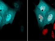 Class of proteins involved in essential cell functions has an unexpected role scientists discover