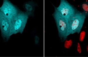 Class of proteins involved in essential cell functions has an unexpected role, scientists discover Class of proteins involved in essential cell functions has an unexpected role scientists discover