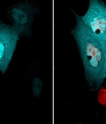 Class of proteins involved in essential cell functions has an unexpected role, scientists discover Class of proteins involved in essential cell functions has an unexpected role scientists discover