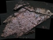 Clear as mud Desiccation cracks help reveal the shape of water on Mars