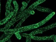 Could eating moss be good for your gut