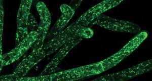 Could eating moss be good for your gut