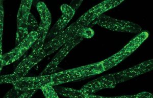 Could eating moss be good for your gut? Could eating moss be good for your gut