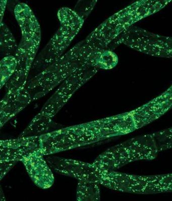 Could eating moss be good for your gut? Could eating moss be good for your gut