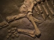 Dinosaurs ended — and originated — with a bang! Dinosaurs ended and originated with a bang