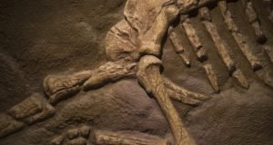 Dinosaurs ended and originated with a bang