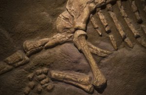 Dinosaurs ended — and originated — with a bang! Dinosaurs ended and originated with a bang