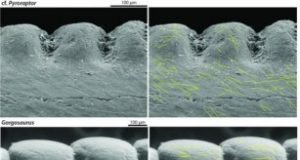 Dinosaurs tooth wear sheds light on their predatory lives