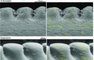 Dinosaurs’ tooth wear sheds light on their predatory lives Dinosaurs tooth wear sheds light on their predatory lives