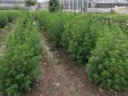 Engineered Chinese shrub produces high levels of antimalarial compound