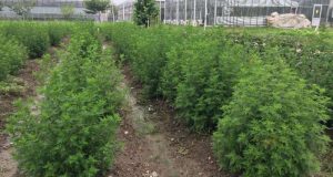 Engineered Chinese shrub produces high levels of antimalarial compound