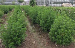Engineered Chinese shrub produces high levels of antimalarial compound Engineered Chinese shrub produces high levels of antimalarial compound