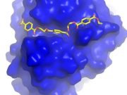 Engineering a plastic-eating enzyme Engineering a plastic eating enzyme