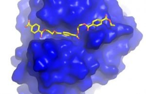 Engineering a plastic-eating enzyme Engineering a plastic eating enzyme